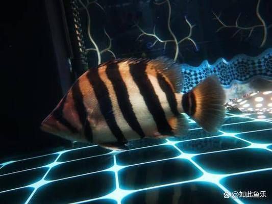 龍魚缸適合養(yǎng)什么魚（適合與龍魚一起飼養(yǎng)的幾種魚種）