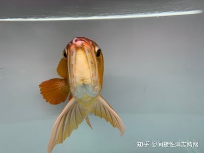 龍魚眼睛突出可能是由于多種原因引起的，以下是幾種原因引起的：龍魚一只眼睛突出怎么辦