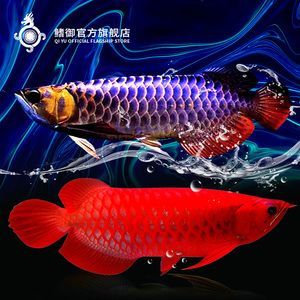 金龍魚珠麟出框：“金龍魚珠麟出框”可能是指珠鱗的生長情況或者金龍魚鱗片的變化