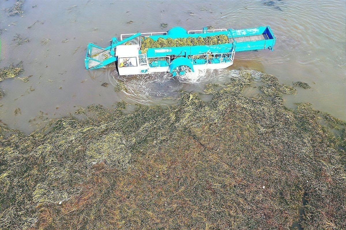 龍魚鱗片黑斑會自愈嗎？