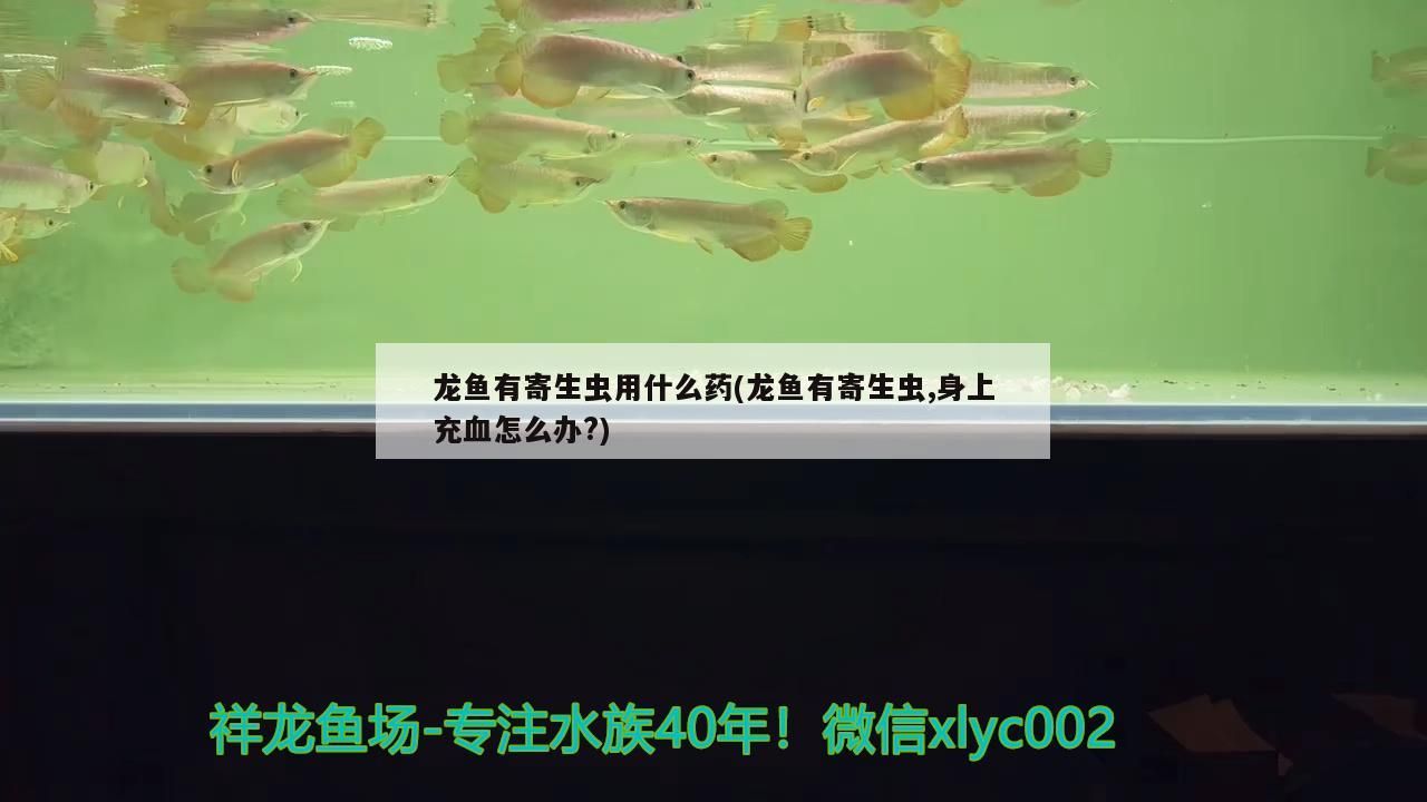 龍魚有寄生蟲用什么藥(龍魚有寄生蟲,身上充血怎么辦?)