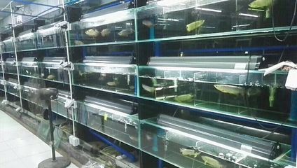 養(yǎng)龍魚用什么缸養(yǎng)最好看：養(yǎng)龍魚最好選擇一個什么樣的魚缸