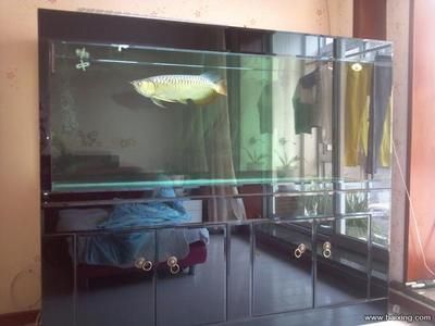 養(yǎng)龍魚用什么缸養(yǎng)最好看：養(yǎng)龍魚最好選擇一個什么樣的魚缸