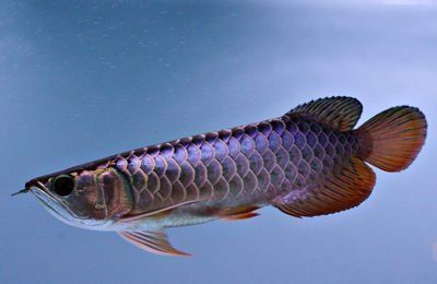 黑金龍魚價格：黑金龍魚價格受到多個因素影響市場需求、品相、品相、稀缺性等