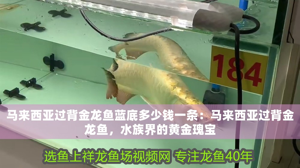 馬來西亞過背金龍魚藍(lán)底多少錢一條：馬來西亞過背金龍魚，水族界的黃金瑰寶