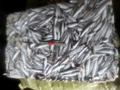 龍魚飼料魚混養：關于龍魚飼料魚混養的詳細信息