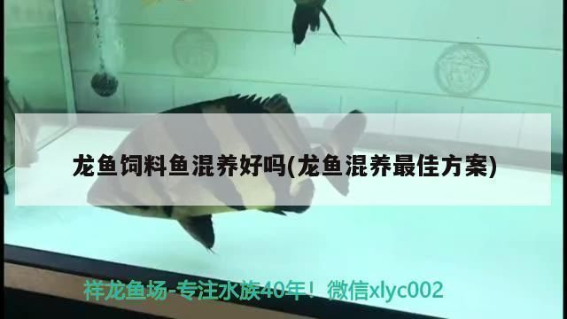 龍魚飼料魚混養：關于龍魚飼料魚混養的詳細信息