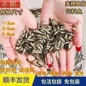 龍魚飼料魚混養：關于龍魚飼料魚混養的詳細信息