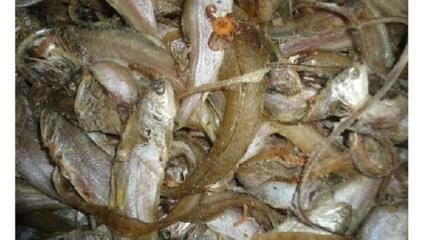 龍魚飼料魚混養：關于龍魚飼料魚混養的詳細信息