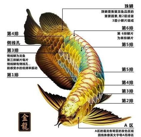 金龍魚怎么上色快