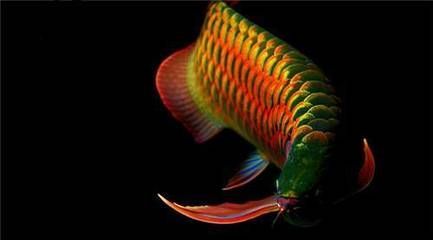 龍魚(yú)張口呼吸（龍魚(yú)張口呼吸可能由于缺氧、水質(zhì)問(wèn)題、生理反應(yīng)、生理反應(yīng)）