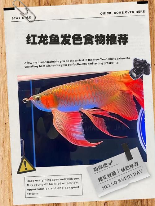 有哪些紅龍發色專用飼料推薦？