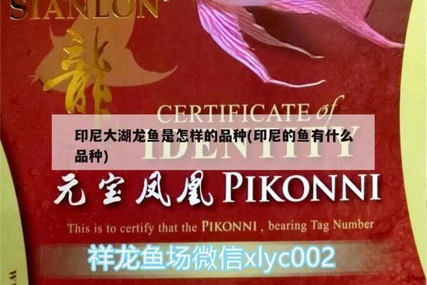 什么是大湖龍魚