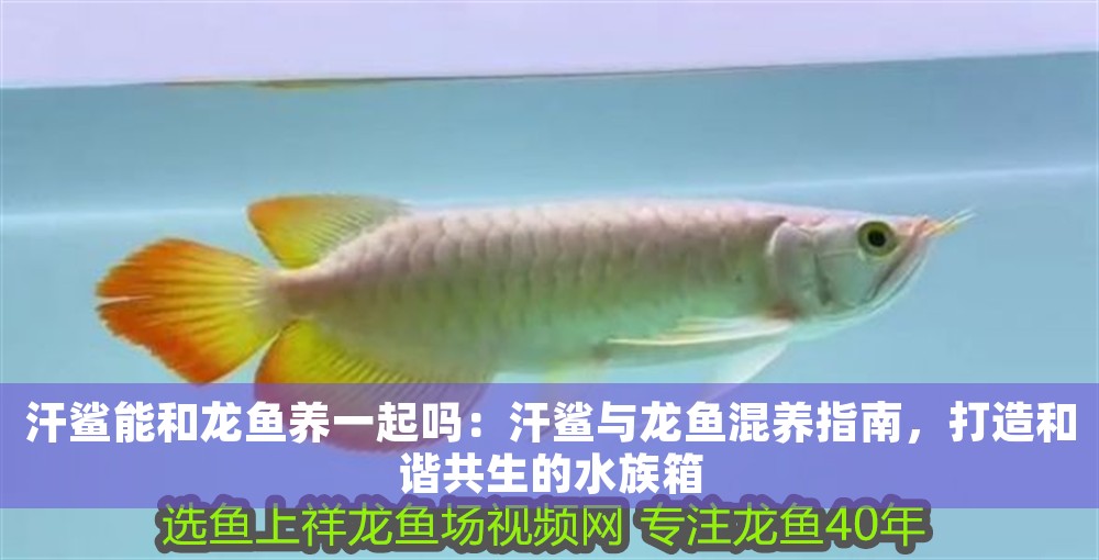 汗鯊能和龍魚養一起嗎：汗鯊與龍魚混養指南，打造和諧共生的水族箱