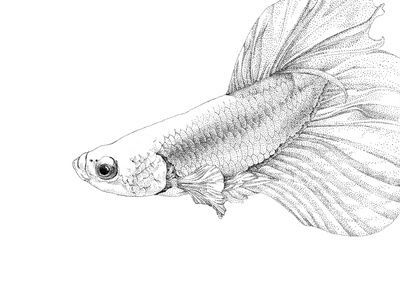 龍魚畫像白描：龍魚畫像白描技巧，龍魚白描上色指南，傳統白描上色指南