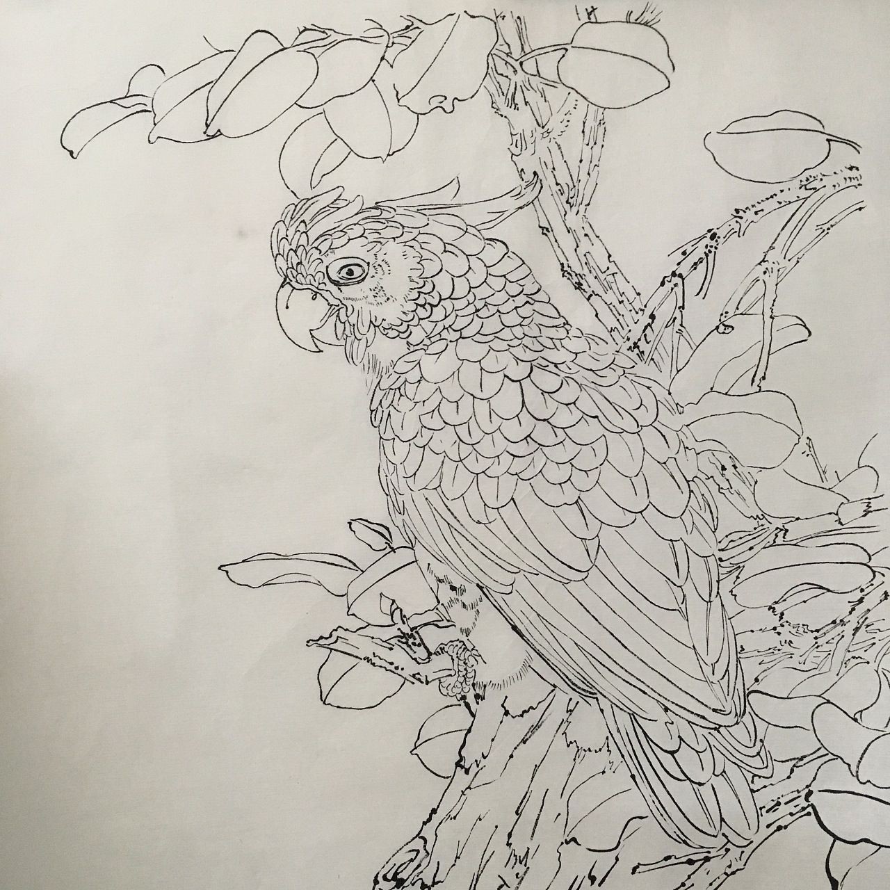 龍魚畫像白描：龍魚畫像白描技巧，龍魚白描上色指南，傳統白描上色指南