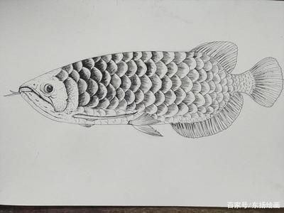 龍魚畫像白描：龍魚畫像白描技巧，龍魚白描上色指南，傳統白描上色指南