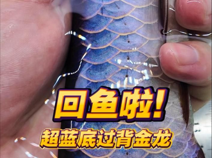 給我推薦一些金龍魚視頻