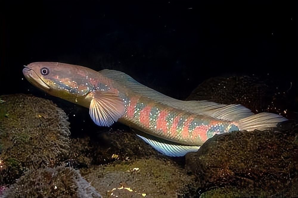 黃嘴幻彩藍寶石雷龍魚