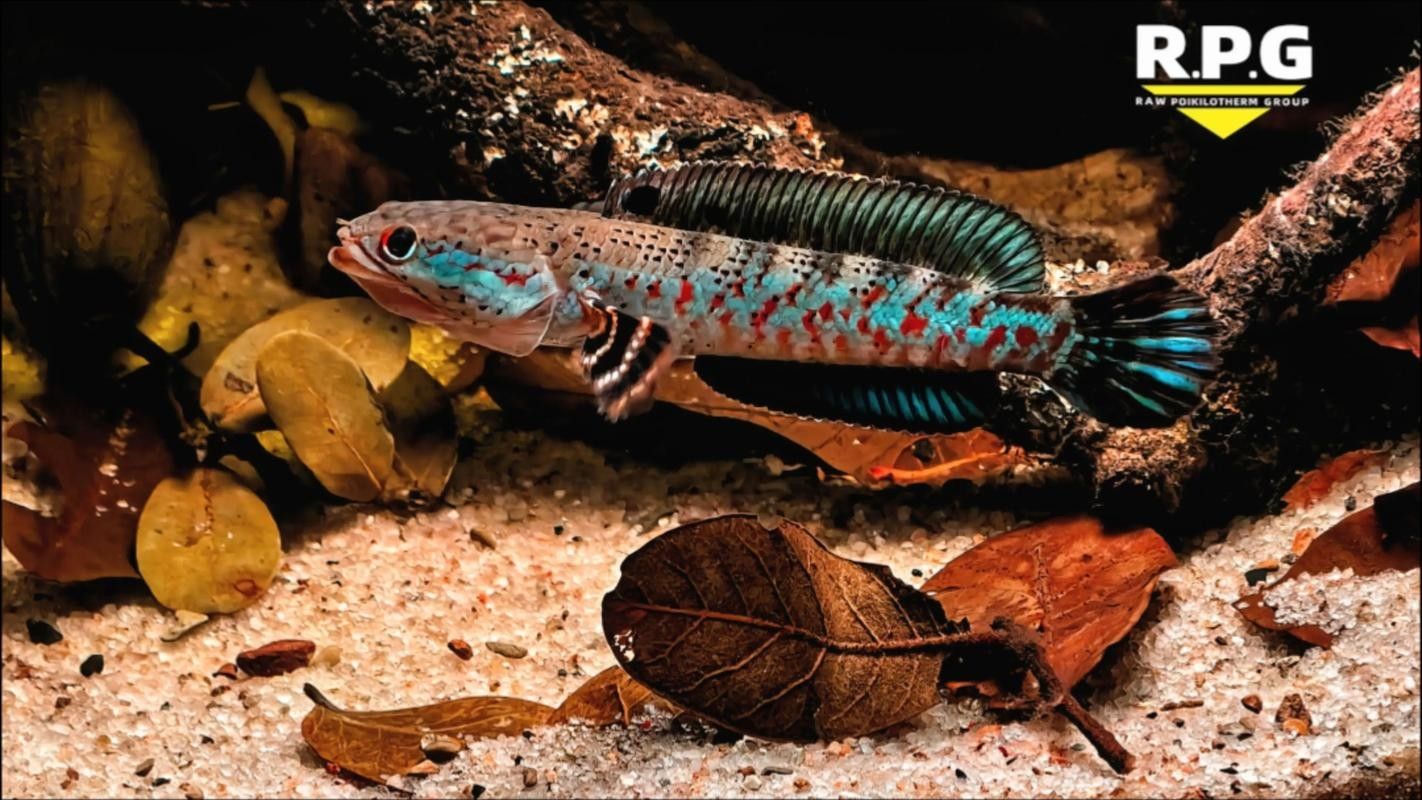 黃嘴幻彩藍寶石雷龍魚