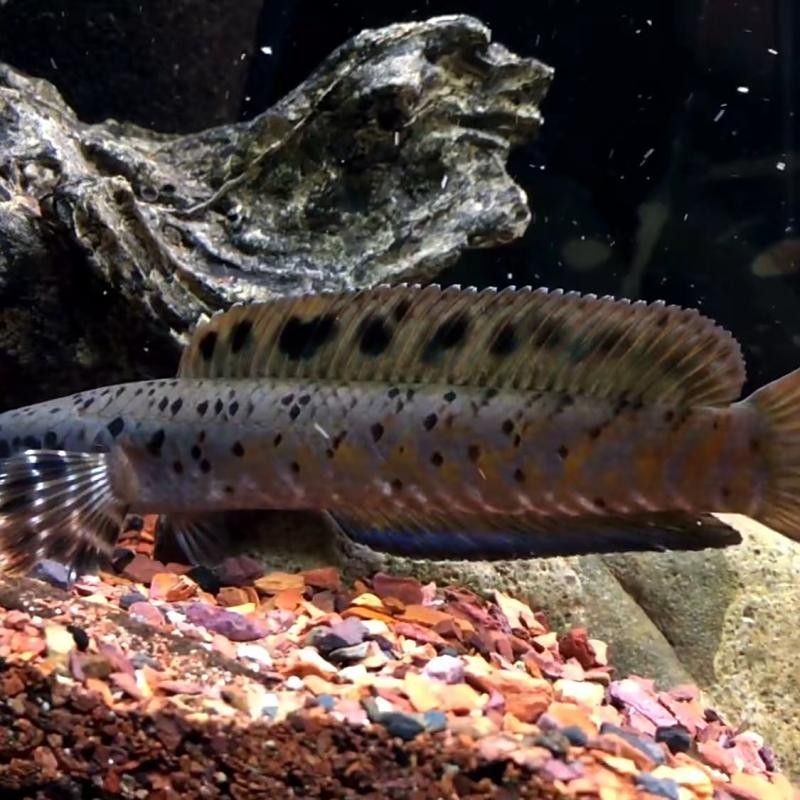 黃嘴幻彩藍寶石雷龍魚