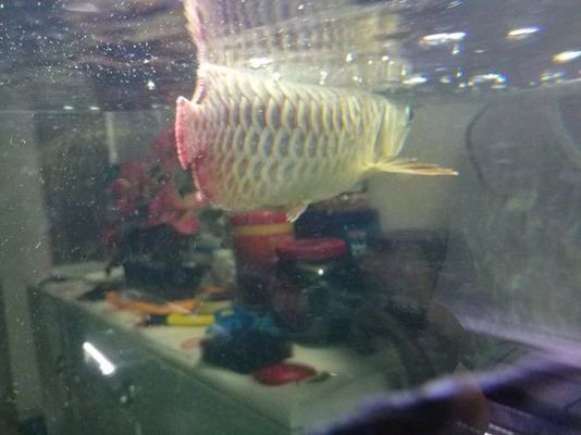紅龍魚魚鰭缺了怎么辦（如何處理紅龍魚魚鰭缺損的環境控制技巧）