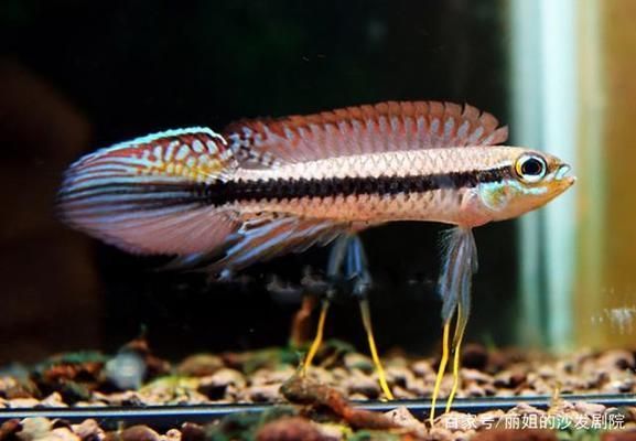 龍魚尾巴有點爛了怎么辦視頻：如何處理龍魚爛尾