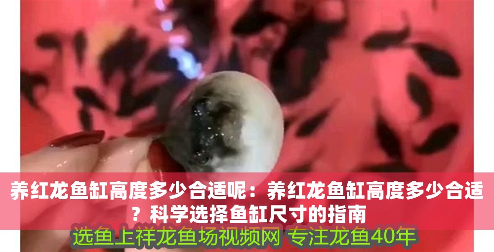 養(yǎng)紅龍魚缸高度多少合適呢：養(yǎng)紅龍魚缸高度多少合適？科學(xué)選擇魚缸尺寸的指南