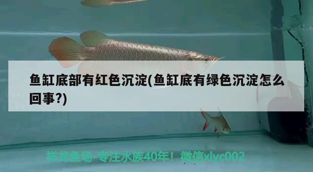 魚缸造景效果圖綠色沉淀物怎么清理，如何自然抑制魚缸綠藻