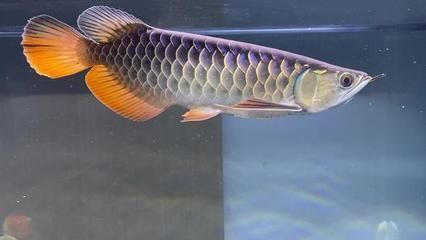 古典金龍魚特點 古典金龍魚特點 龍魚百科 第2張