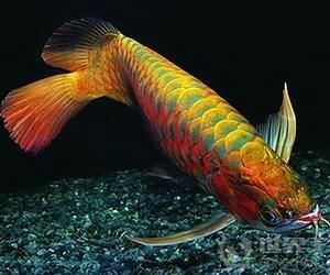 龍魚配飛鳳風水局：龍魚配飛鳳魚的風水局