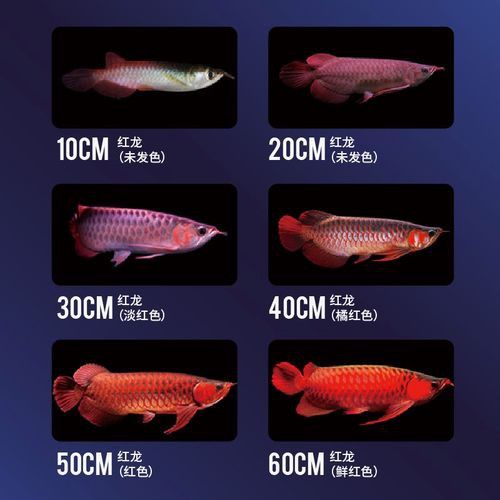 紅龍魚是哪里的魚圖片