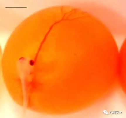 金龍魚從小到大的尺寸是多少厘米：金龍魚從小到大尺寸有一些出入