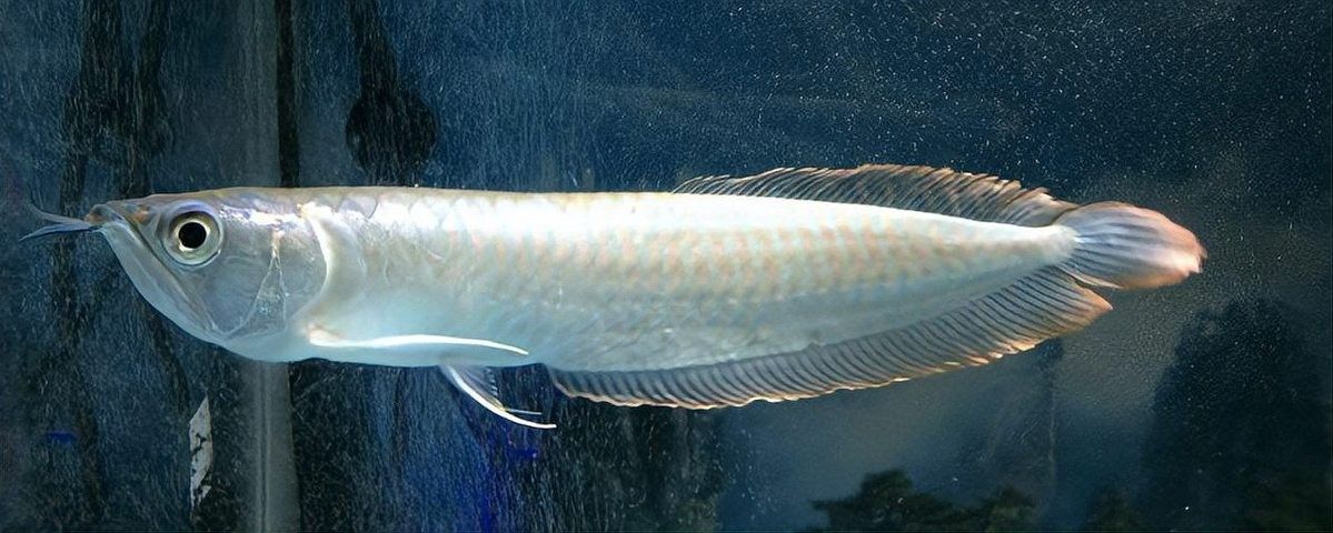 銀龍魚掉眼睛了怎么辦