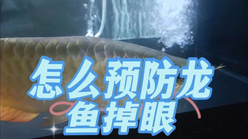 銀龍魚掉眼睛了怎么辦