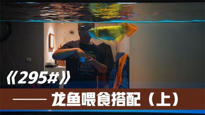 龍魚食物搭配，龍魚食物搭配和飼養(yǎng)注意事項，