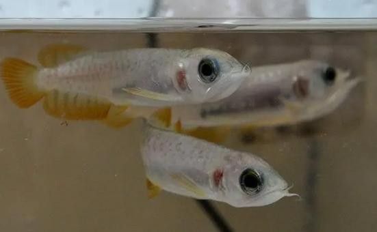 金龍魚魚苗圖片價格