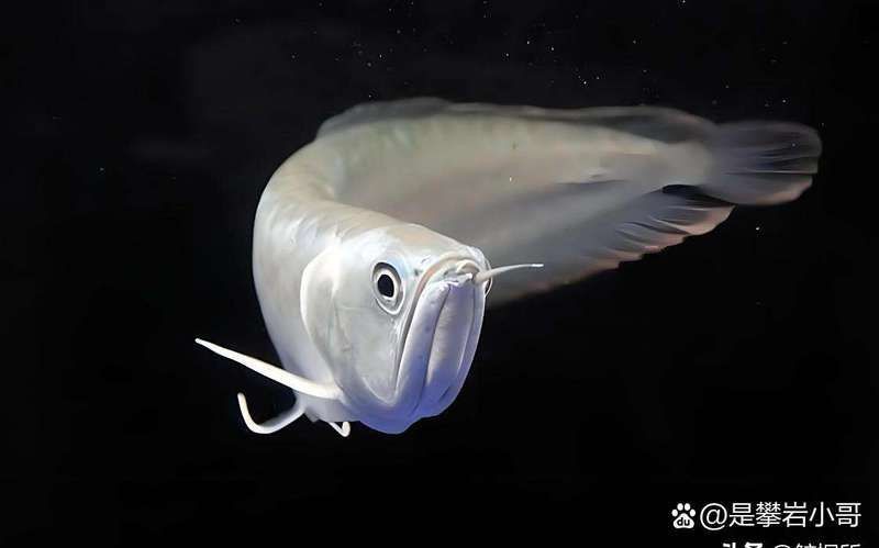 高檔龍魚是什么魚