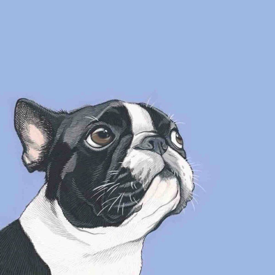 高檔龍魚是什么魚