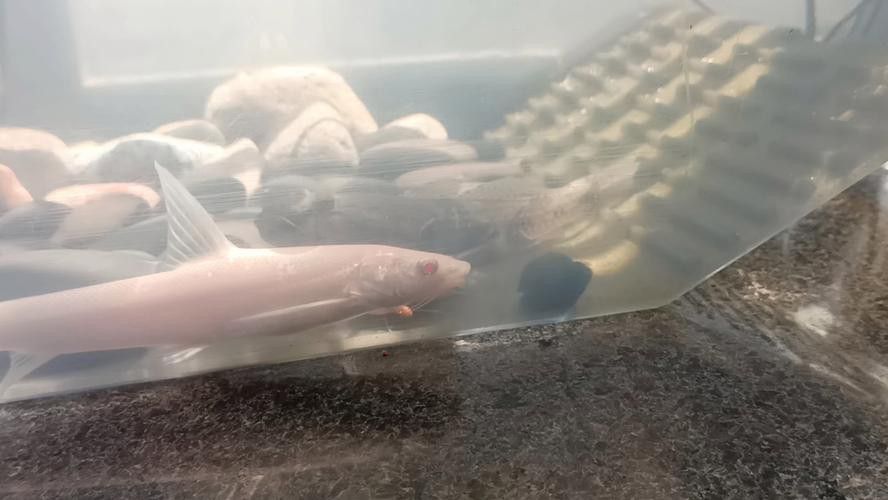 紅眼白子招財龍魚好養(yǎng)嗎