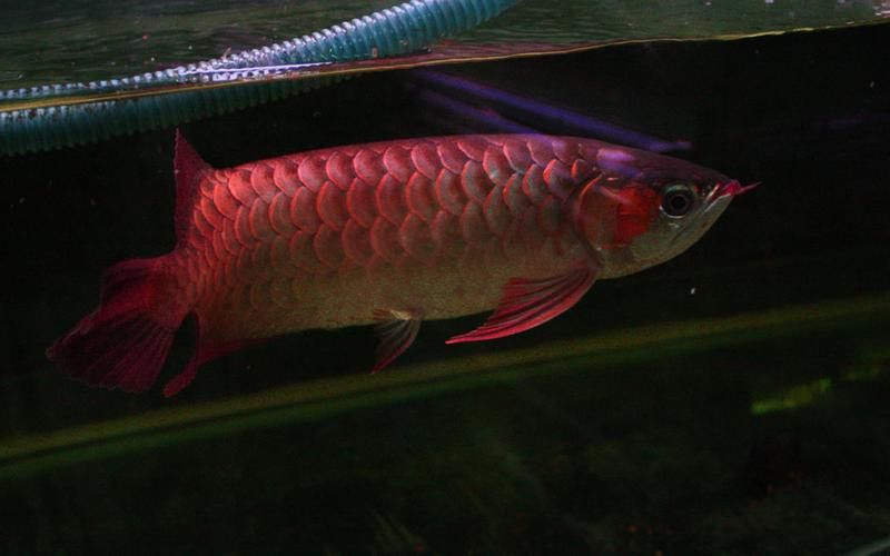 有沒有紅龍魚品相圖解？