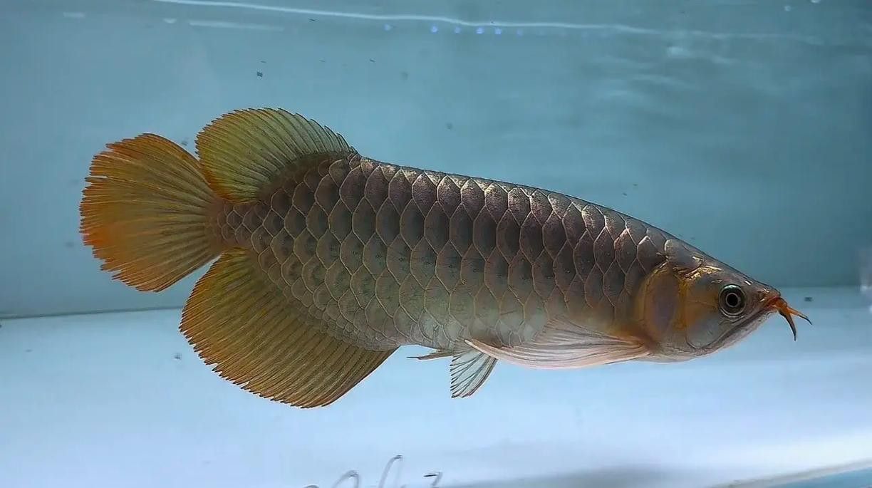 有沒有紅龍魚品相圖解？