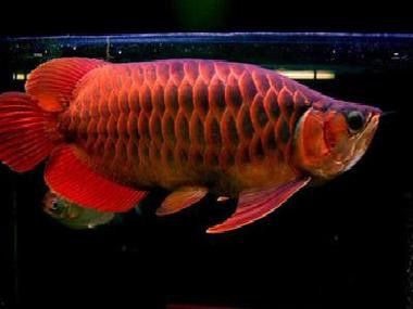 有沒有紅龍魚品相圖解？