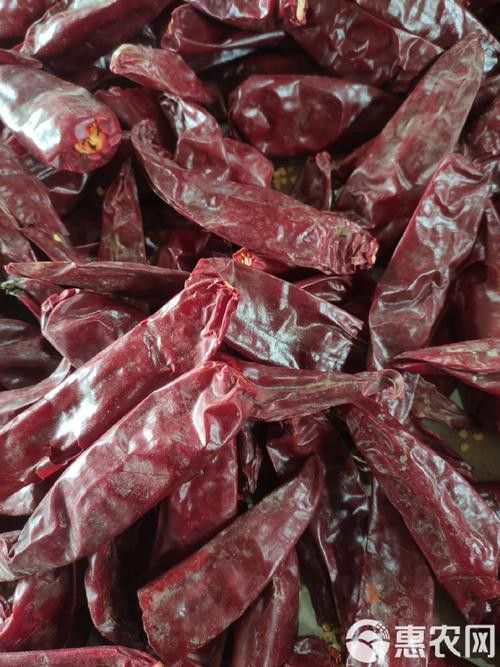 有沒有紅龍魚品相圖解？