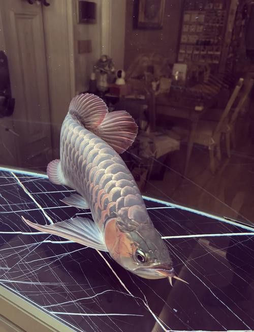 有沒有紅龍魚品相圖解？