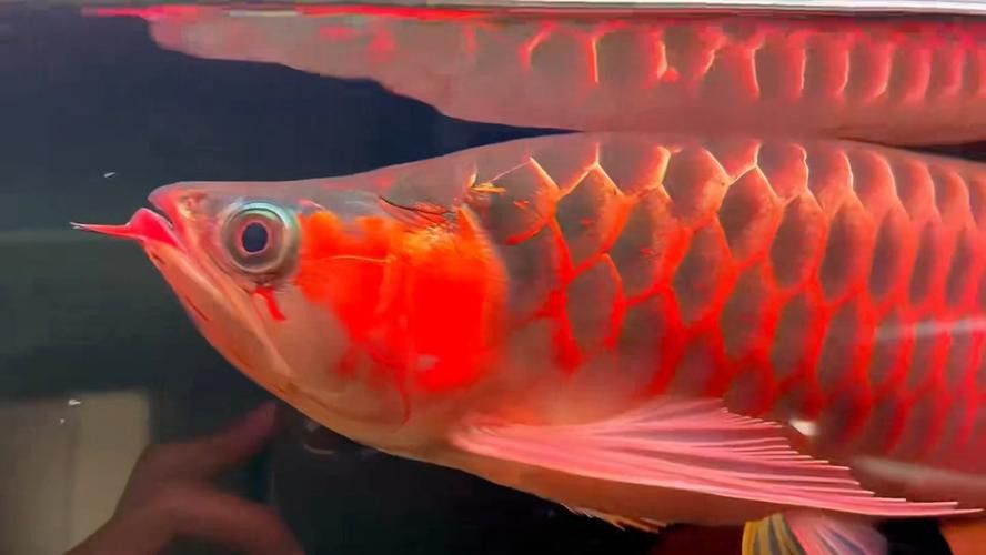 有沒有紅龍魚品相圖解？