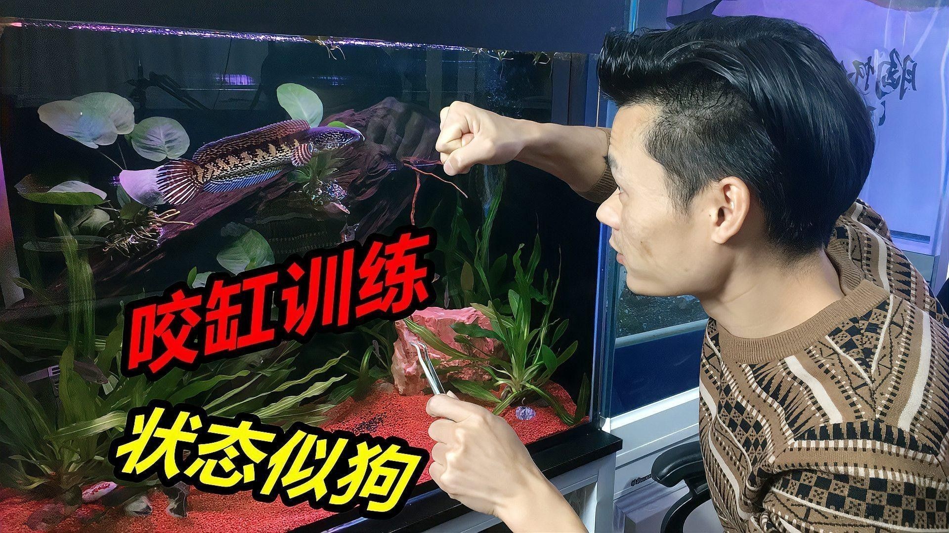 雷龍魚那個(gè)品種好互動(dòng)