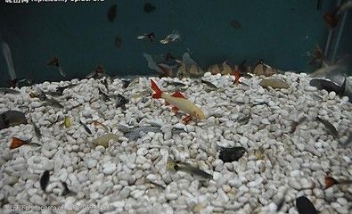 常見的淡水觀賞魚類及其特點，金魚生命力強，適合初學者養殖：常見淡水觀賞魚類及其特點