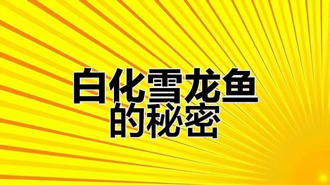 雪龍和七彩銀龍魚哪個更稀有？
