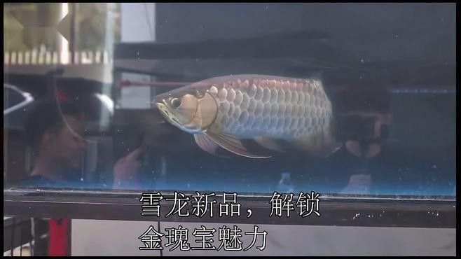 雪龍和七彩銀龍魚哪個更稀有？